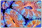 Multi Color Acan Lord